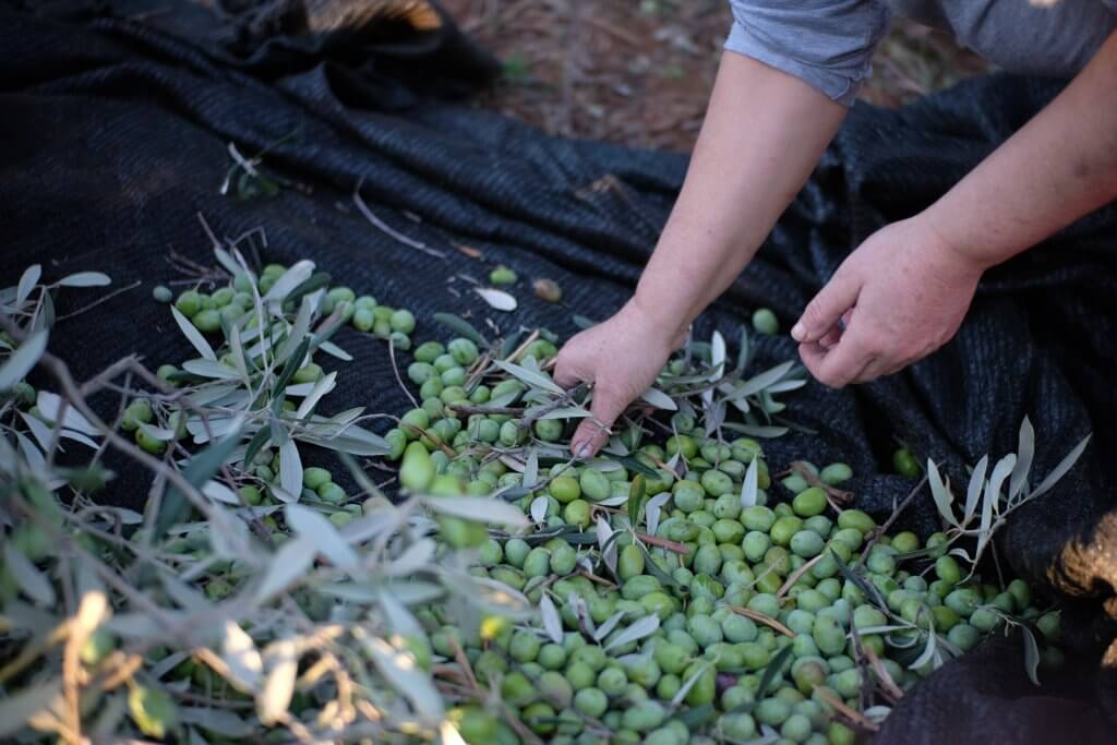 olive raccolta