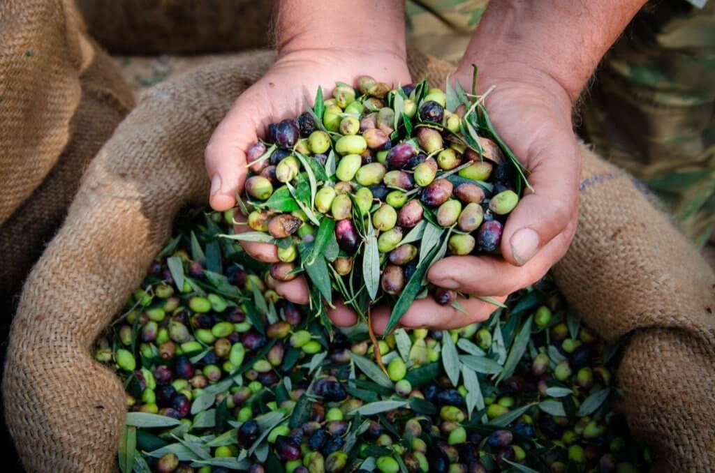 Olio mosto raccolta olive 