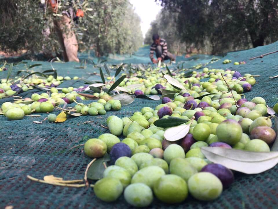 Frantoio Franci raccolta olive