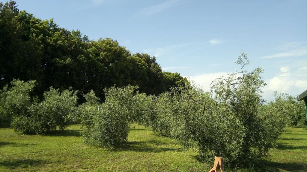 Il Simposio